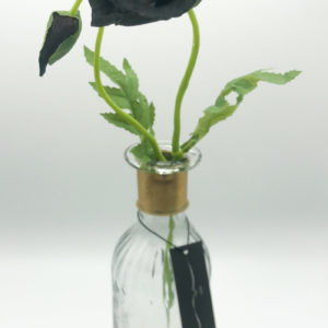 black wild poppy